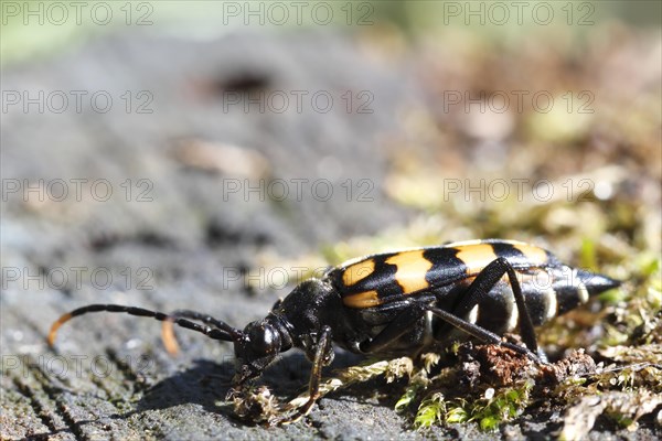 Spotted longhorn