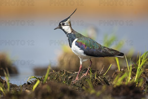 Northern lapwing