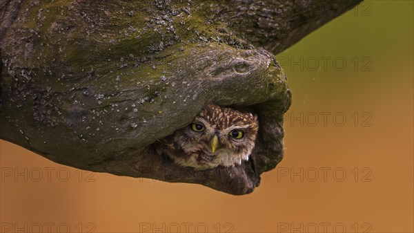 Little Owl