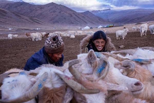 Milking of the goats by Changpa nomads