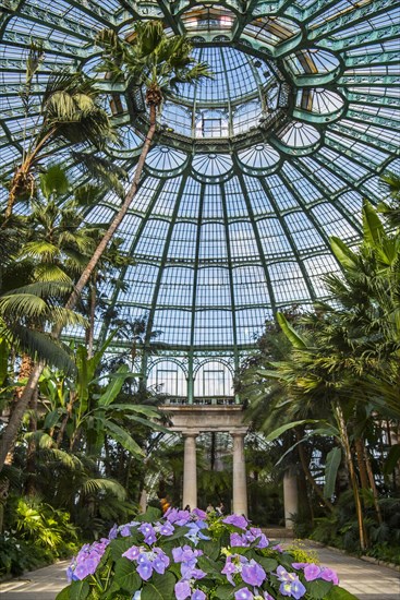 Palm trees in the Jardin d'hiver