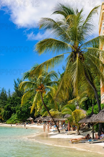 Beach with palm trees Coconut palms