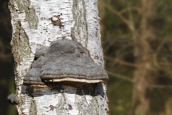 Birch polypore