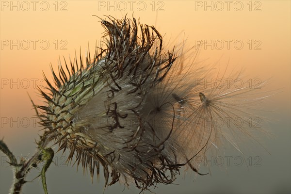 Seed stand of creeping thistle