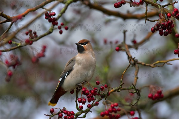 Bohemian Waxwing