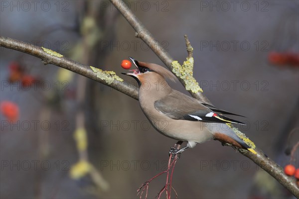 Bohemian waxwing