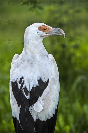 Palm-nut vulture