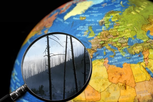 Burned trees after forest fire seen through magnifying glass held against illuminated terrestrial globe