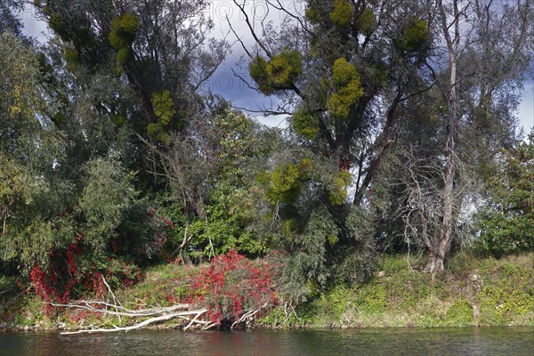 Tree trellis on the bank of the river Mulde in autumn