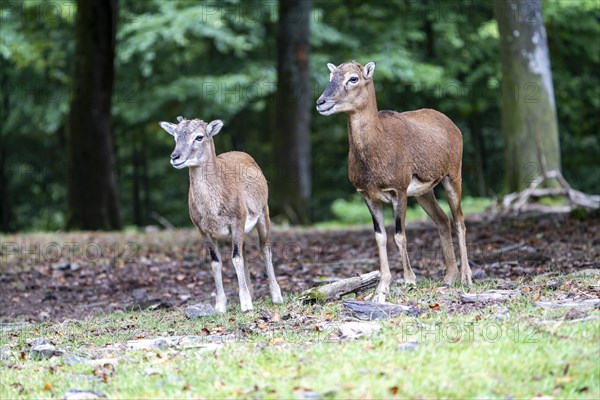 Mouflon