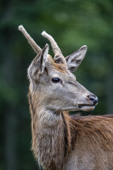 Red deer