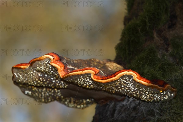 Red banded polypore