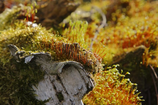 Spore capsules of the golden lady's moss