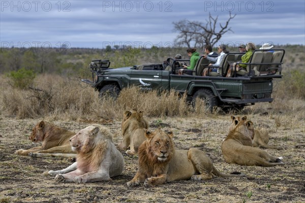 Tourists watching lions