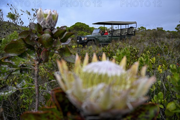 Pickup truck with tourists on a flower safari