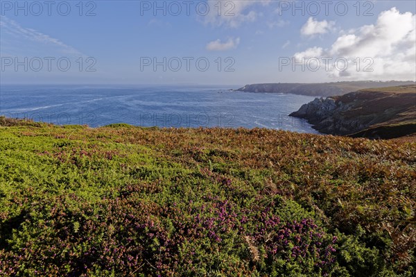 Heathland and rocky coast at Pointe de Castelmeur