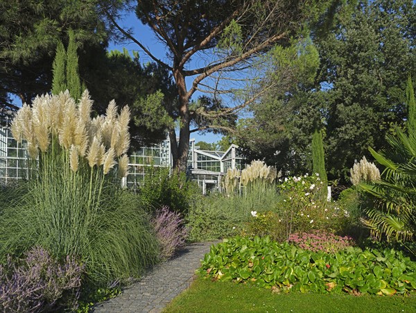 Pampas grass