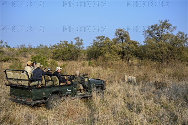 Tourists watch a pride of lions with two white lions