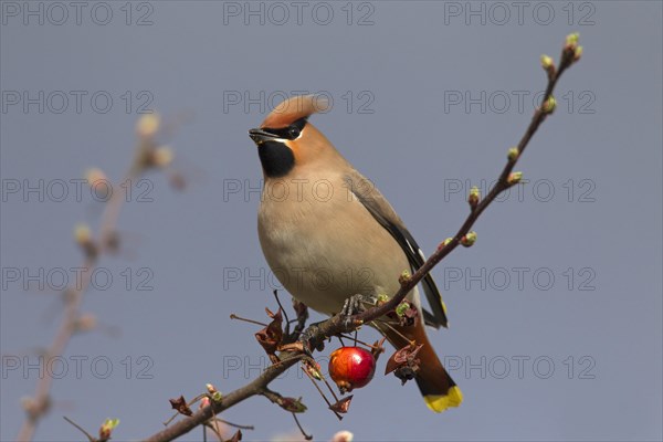 Bohemian waxwing