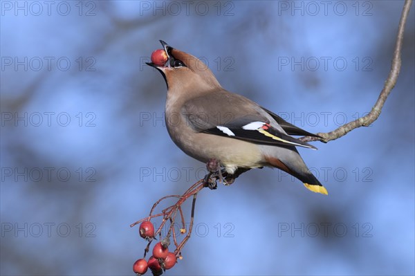 Bohemian waxwing