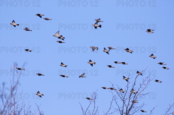 Migrating Bohemian waxwings