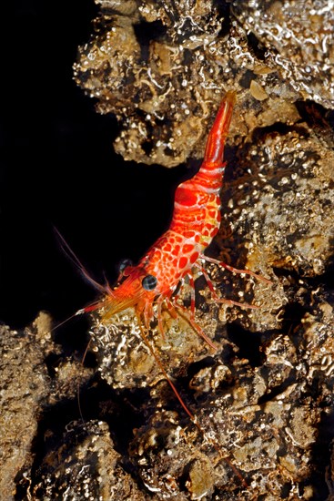 Atlantic dancing shrimp