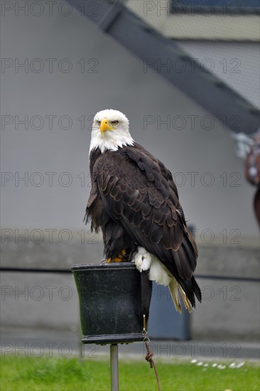 Bald eagle during a bird show
