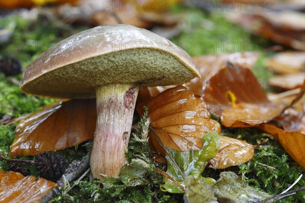 Red-legged boletus