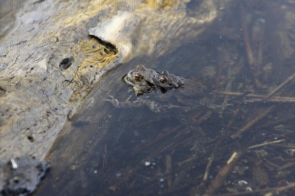 Common toad