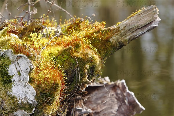 Spore capsules of the golden lady's moss