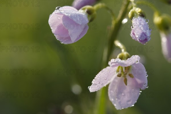 Cuckoo flower