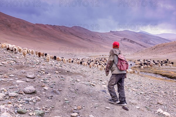 Goat herder with his Chyangra pashmina goats