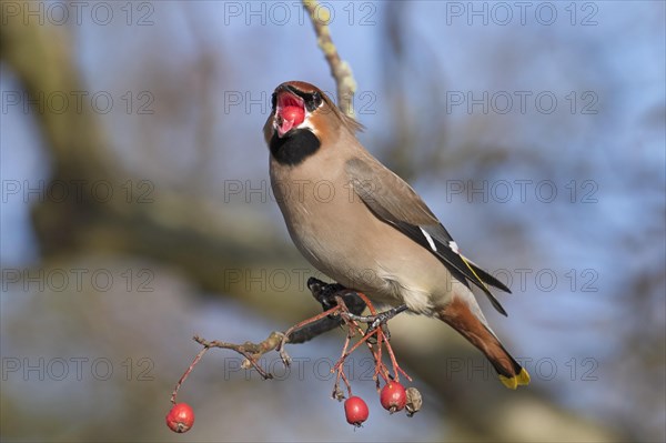 Bohemian waxwing