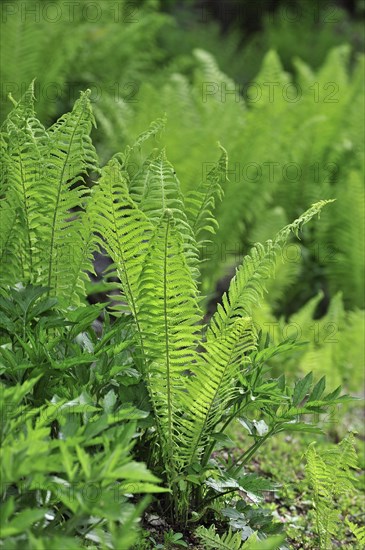 Ostrich fern