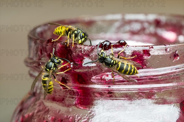 Three common wasps