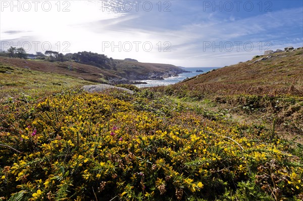 Heathland and rocky coast at Pointe du Millier