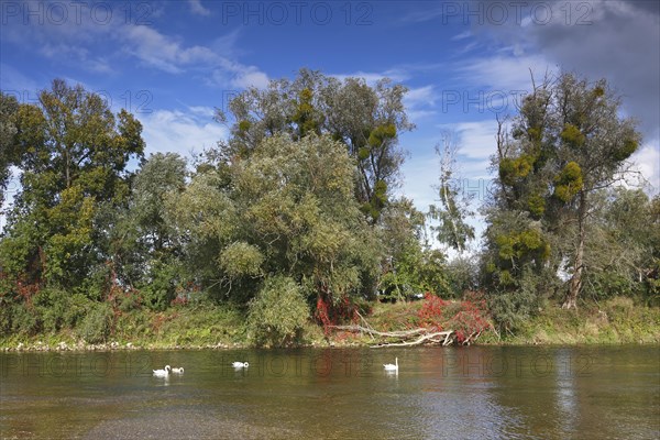 Tree trellis on the bank of the river Mulde in autumn