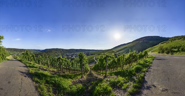 Backlit vineyard in the evening in Kroev