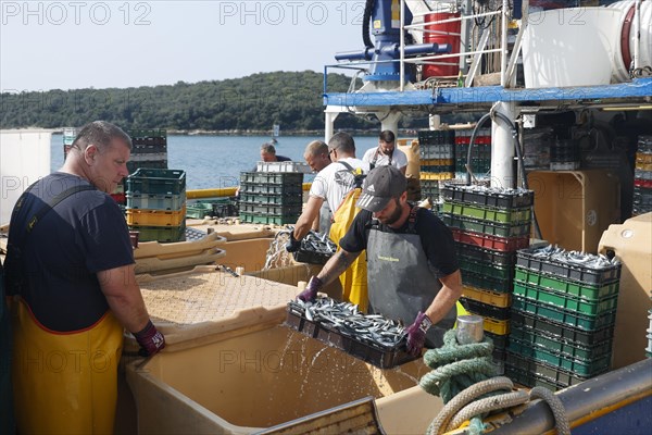 Fishing boat in the harbour of Vrsar