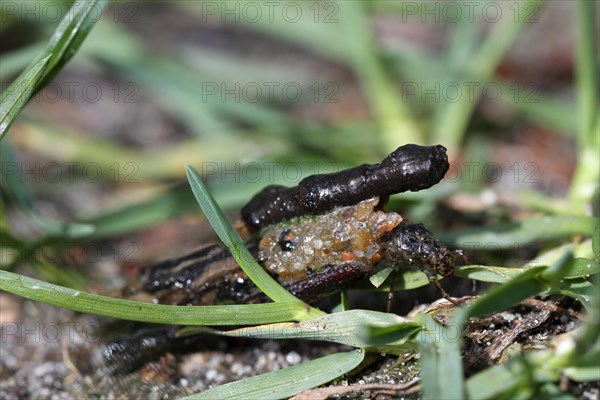 Larva of a caddis fly in its tube