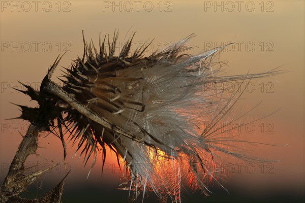 Seed stand of creeping thistle