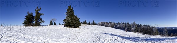 Winter landscape with spruces