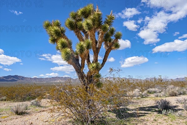 Joshua tree