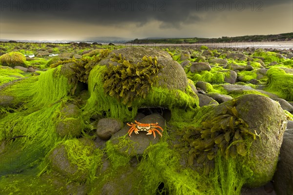 Tralee Bay Rock with Crab and Seaweed on the Beach Ireland