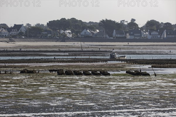 Oyster beds in the bay of Plouharnel in Brittany. Morbihan