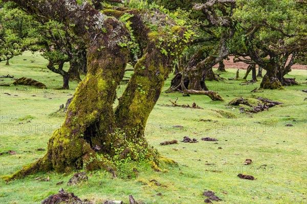 Moss and plant covered ancient laurel trees