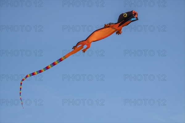 Lizard as a kite at the kite festival