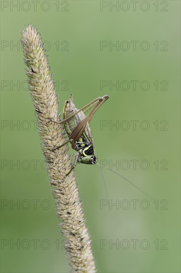 Roesel's bush-cricket