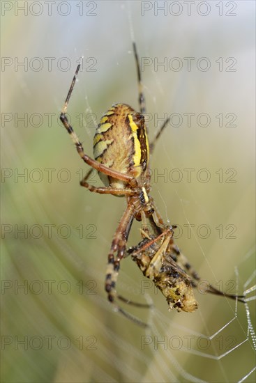 Wasp spider