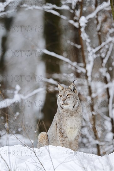 Eurasian lynx